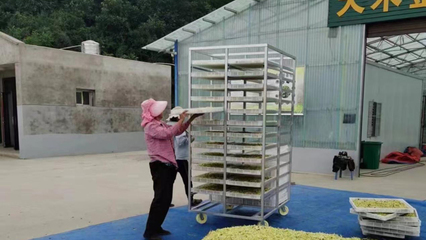 铜川照金:金银花开黄灿灿